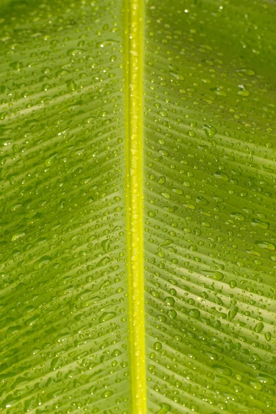 Våt banana leaf serien vi — Stockfoto