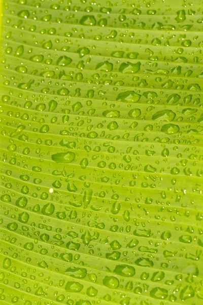 Wet banana leaf series IV — Stock Photo, Image