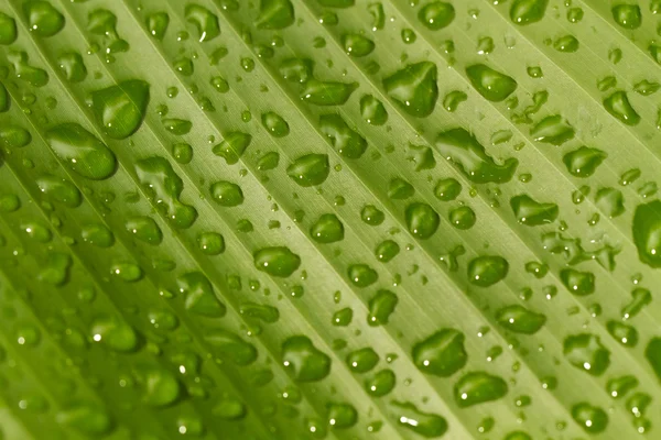 Folha de banana com gotas de chuva — Fotografia de Stock