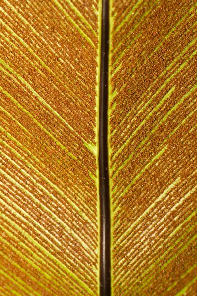 鸟巢蕨和孢子 — 图库照片