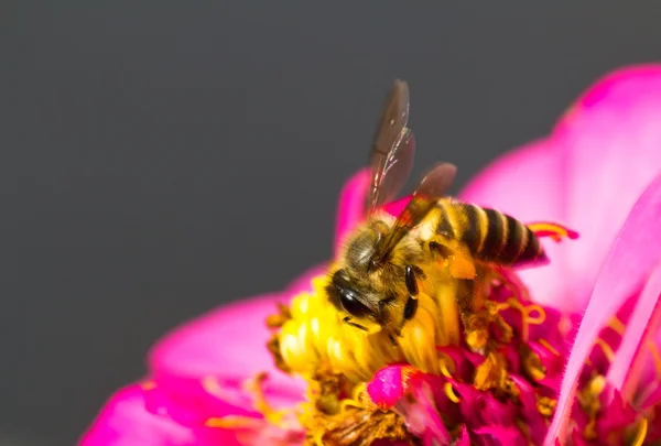 Çiçek işçi bal arısı — Stok fotoğraf