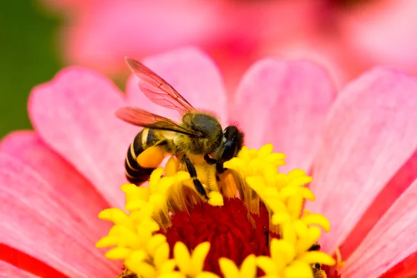 Ροζ λουλούδι και μέλισσα — Φωτογραφία Αρχείου