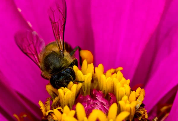 Blomma och upptagen honungsbiet — Stockfoto