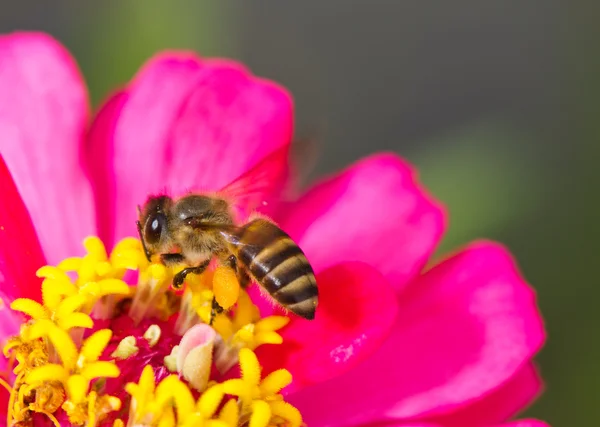 Abeja flor y miel —  Fotos de Stock