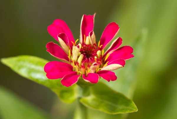 Μικρό κόκκινο λουλούδι — Φωτογραφία Αρχείου