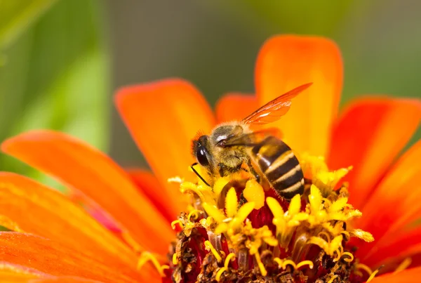 Orange blomma och upptagen honungsbiet Stockbild