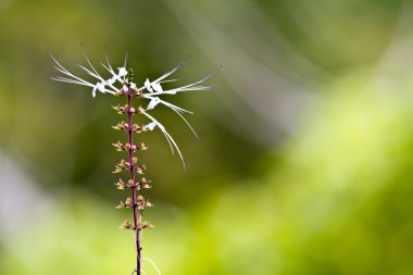 Miracle flower in the morning clipart