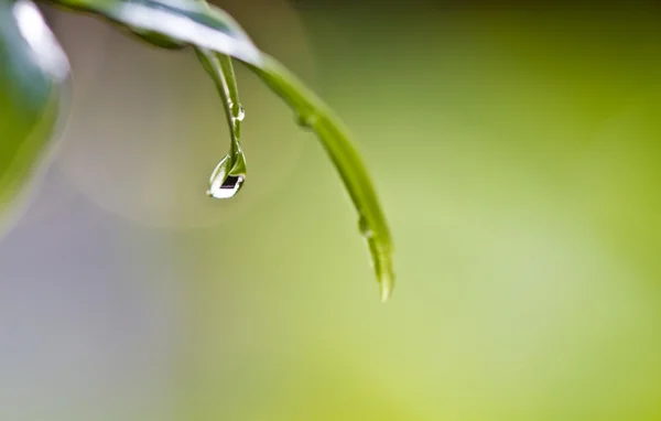 Капли дождя на листе — стоковое фото