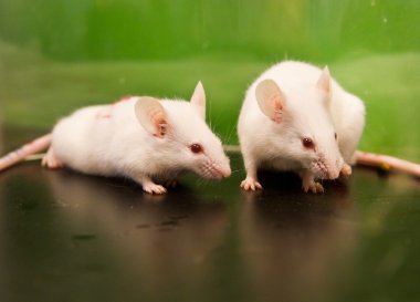 Laboratory mice clipart