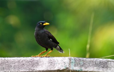 White vented myna clipart