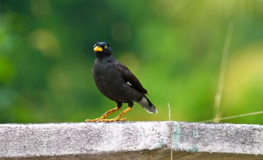 White vented myna (Acridotheres grandis) clipart
