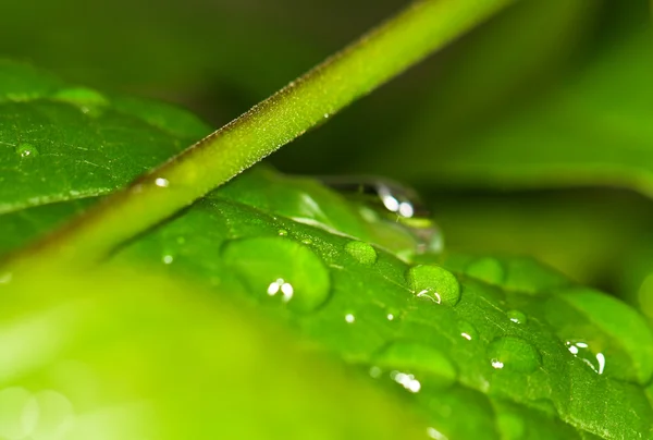 Капли дождя и листья — стоковое фото