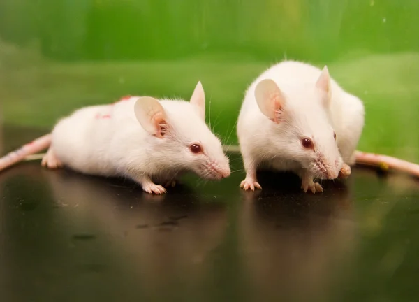 Laboratory mice Stock Photo