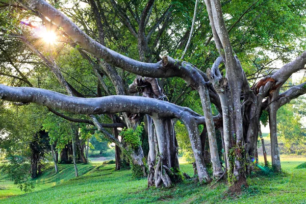 Un vieil arbre — Photo