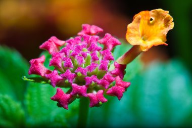 lantana camara çiçek görmek