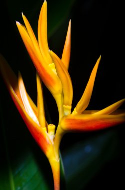 Sarı heliconia