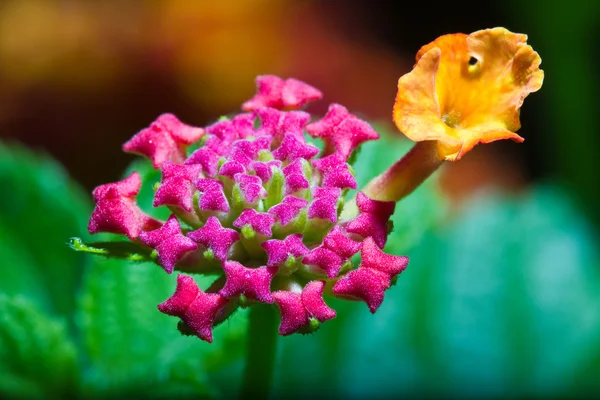 Zbliżenie kwiatu lantana camara — Zdjęcie stockowe