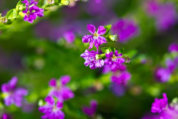 Lila virágok háttér — Stock Fotó