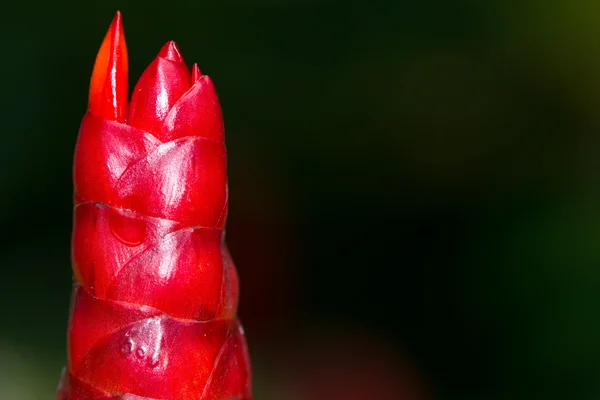 Червона кнопка імбирна квітка — стокове фото