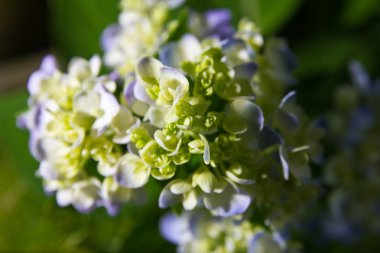 Hydrangea flower background clipart