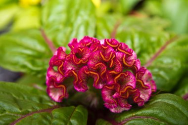 celosia argenta çiçek