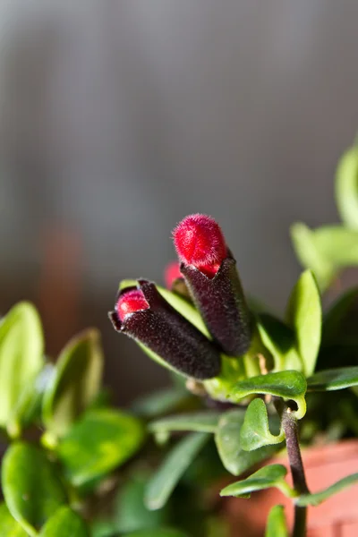 Lippenstift plant (Aeschynanthus spp) bloem — Stockfoto