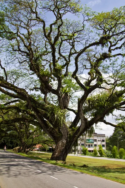 Одно тропическое дерево — стоковое фото