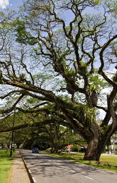 Raintree υποκατάστημα μοτίβο — Φωτογραφία Αρχείου
