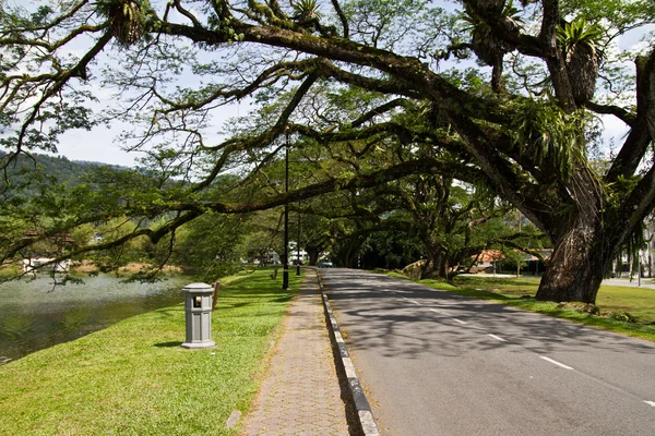Raintree en de weg — Stockfoto