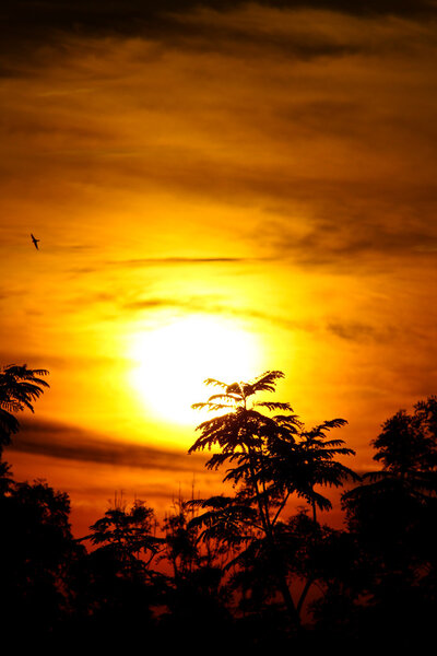 Sunrise with golden rays of sun with birds and vegetation silhouette
