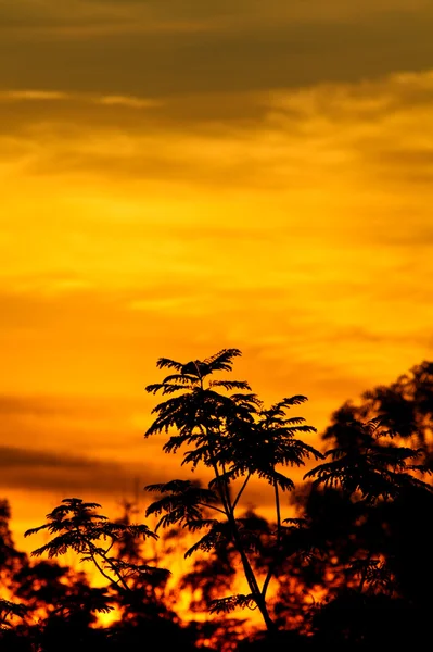 Sarı daybreak — Stok fotoğraf