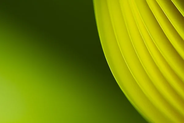 Papel amarillo Fondo verdoso — Foto de Stock