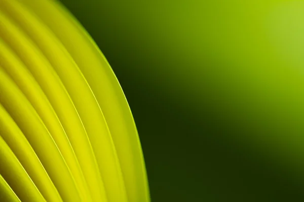 Papel amarillo Fondo verdoso II — Foto de Stock