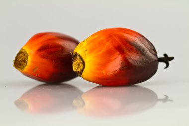 Two oil palm seeds clipart