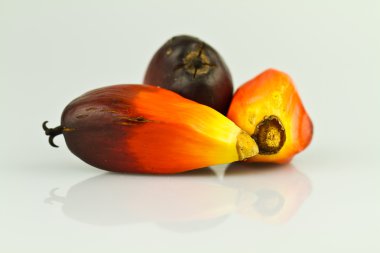 Three oil palm seeds clipart