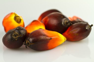 Oil palm seeds close up clipart
