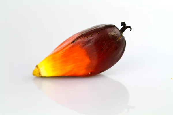 Jediný Palma olejná semena — Stock fotografie