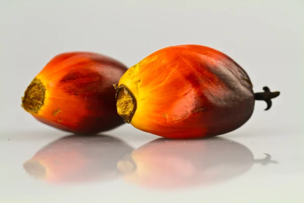 Dwa nasiona palmy olejowej Obraz Stockowy