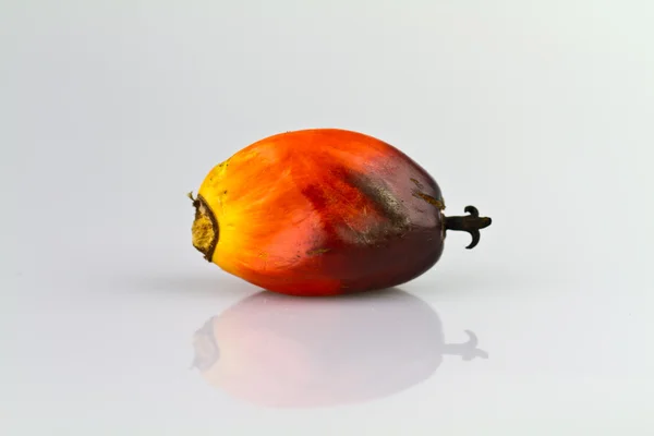 A single oil palm seed II Stock Picture