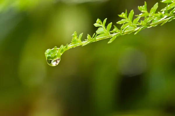 Fern and Droplet — стоковое фото
