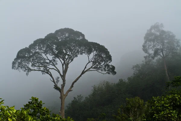 Дерево в тумане — стоковое фото