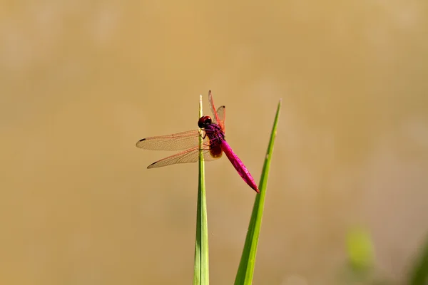 stock image Pink Dragonfly Resting