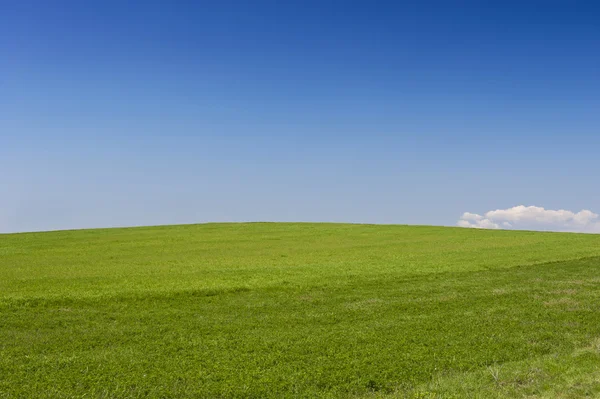 stock image Green Field