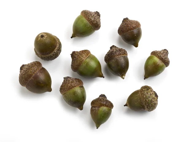 Series of acorn — Stock Photo, Image