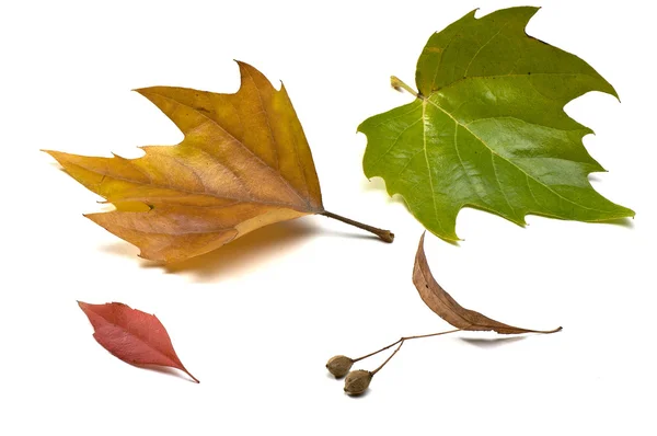 stock image Autumn leaves isolated on white