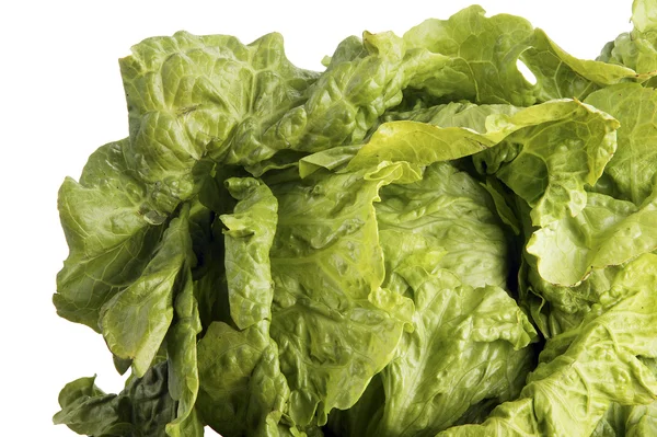 Zelené listy salátu — Stock fotografie