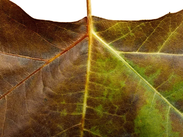 stock image Background from fallen leaf closeup