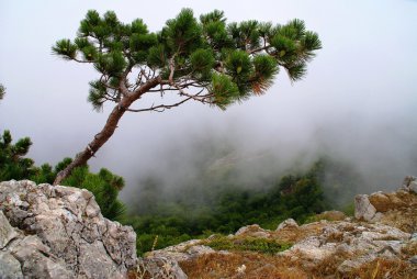 dağ ağaçta. Ukrayna