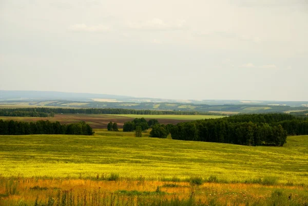 stock image Russian field. Siberia