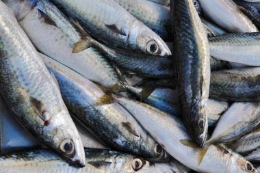 Malta Adası, mackerels (scomber scombrus)